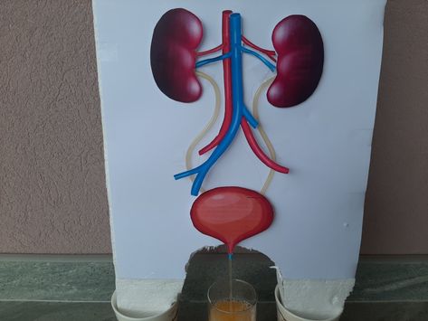 Kidney Science Project, Urinary System Project Model, Kidney Model Project, Urinary System Project, Urinary System Drawing, Kidney Model, The Urinary System, Renal System, Project For School