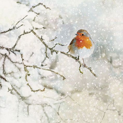 Robin Red Breast - Bug Art greeting card Robin Red Breast, Bird Watercolor Paintings, Christmas Landscape, Winter Watercolor, Christmas Card Art, Watercolor Christmas Cards, Winter Art, Bird Drawings, Watercolor Inspiration