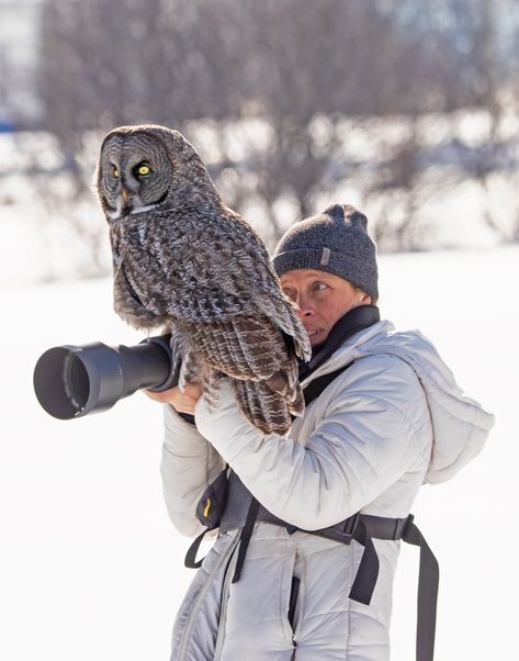 Owl Species, Grey Owl, Great Grey Owl, Photographer Camera, Dawn And Dusk, Gray Owl, Great Horned Owl, Snowy Owl, Wildlife Photography