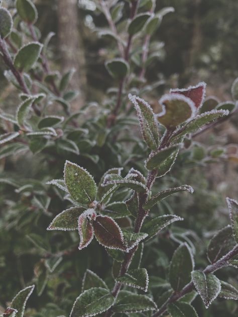 photo of a huckleberry bush with leaves frosted over Huckleberry Bush, Flora And Fauna, In The Winter, The Winter, Plant Leaves, Plants, Photography