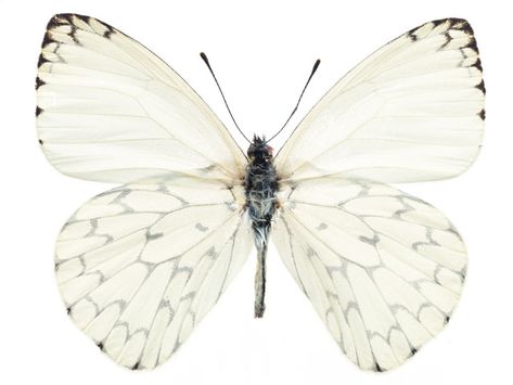 A white butterfly isolated on a white background : Free Stock Photo Metamorphosis Butterfly, Coco Vanilla, Sky Butterfly, Photo Papillon, Borboleta Tattoo, Papillon Butterfly, White Butterflies, Cottage In The Woods, White Sky