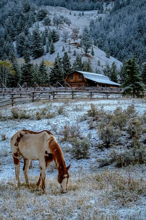 Country Scenes, Ranch Life, A Barn, Appaloosa, Old Barns, Pretty Horses, Quarter Horse, Horse Pictures, Horse Love