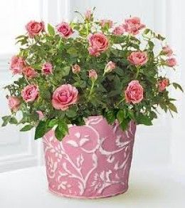 Indoor Roses, Miniature Rose, 8th March, Rose Bushes, Potted Flowers, Rose Care, Rose Seeds, Flowers Delivery, Flower Plants