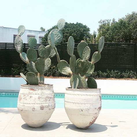 LuMu Interiors (@lumuinteriors) • Instagram photos and videos Cactus Garden Outdoor Landscape Design, Backyard Cafe, Cactus Garden Landscaping, Cactus House Plants, Succulent Landscape Design, Outside Patio, Succulent Gardening, Desert Garden, Outdoor Pots