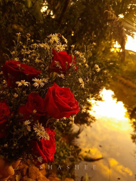 #redrose #sunset #silhouette #silhouettesunset #rosebouquet #srilanka#mobilephotography Flowers Roses Red, Red And Gold Wallpaper, Golden Aesthetics, Red Rose Pictures, Golden Hour Aesthetic, Red Perfume, Gold Sunset, Golden Wallpaper, Sun Aesthetic