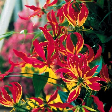 gladiosa lilje Glory Lily, Flame Lily, Gloriosa Lily, Onion Flower, Plant Fungus, Cottage Garden Plants, Fire Flower, Bulb Flowers, Climbing Plants