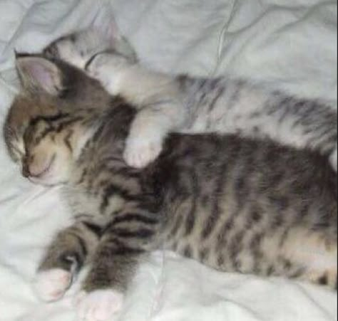 Cats In Love, Silly Cats, I Love Cats, Pretty Cats, Meow Meow, Cat Cat, Kitty Cats, Baby Cats, Kitty Cat