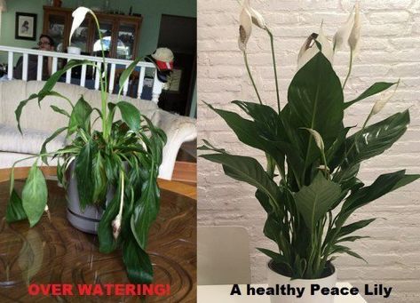 One of the most beautiful house plants in the plant world is the Peace Lily. This article is a guide on how to care for them. Beautiful House Plants, Peace Lily Plant Care, Lilly Plants, Peace Lily Care, Peace Plant, Lily Plant Care, Lily Care, Lily Plant, Peace Lily Plant