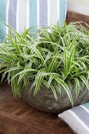 Le Chlorophytum comosum : 6 idées déco pour LA plante d’intérieur facile ! #chlorophytum #chlorophytumcomosum Gardening Containers, Feng Shui Plants, Chlorophytum Comosum, Easy Plants To Grow, Plant Benefits, Jade Plant, Sansevieria Trifasciata, Chinese Money Plant, Plant Hacks