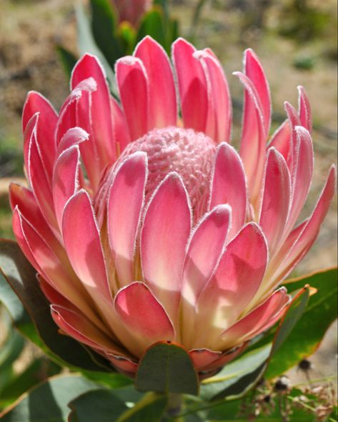 Meet one of our favorite winter superstars… Pink Duke. Bright & cheery... this lovely cultivar has a large, rose-pink bloom, a fluffy light-pink central dome + white feathery tips. With the soft green leaves of Protea magnifica and the clear velvety, pink flower of Trish Compact, there’s no doubt this flower brings an abundance of cheer in the fields. But once harvested, arranged, and displayed Pink Duke is addicting – providing a lush burst of pink just when you need it. Proteas Flower, South African Flowers, Protea Art, Tropical Africa, Protea Flower, Australian Flowers, Flora Flowers, Australian Native Flowers, Inspiration Painting