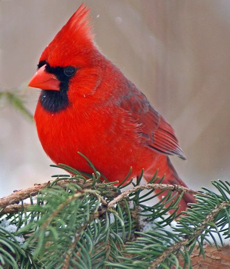 Male Northern Cardinal by cheryl smith, via 500px~cl Cardinals Birds, Northern Cardinal, Bird Photos, State Birds, Cardinal Bird, Bird Watcher, Cardinal Birds, Red Bird, Red Cardinal