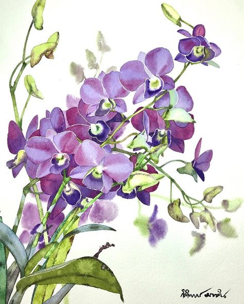 Instagram post by Kitipong Ti • Dec 19, 2017 at 1:02pm UTC Watercolor Orchid Tattoo, Orchid Drawing, Orchids Painting, Beautiful Orchids, Botanical Painting, Botanical Watercolor, Flower Art Painting, Floral Illustrations, Botanical Illustration