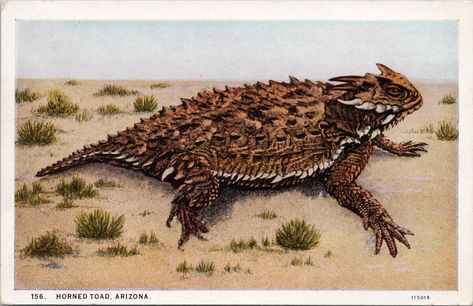 Horned Toad, Sonora Desert, Grand Canyon Arizona, Desert Animals, Desert Mountains, Horse And Buggy, Great Horned Owl, Southwest Desert, Desert Painting