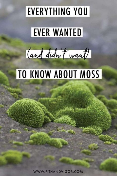 A collection of mossy missives to inspire a love and interest in garden moss. This fascinating collection of plants is worth cultivating. Closed Moss Terrarium, Moss Garden Terrarium, Landscape Ideas Garden, Moss Growing, Growing Moss, Moss Plant, Moss Garden, Have Inspiration, Garden Terrarium