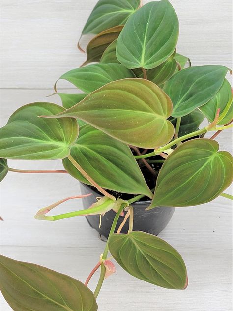 PRICES MAY VARY. Philodendron Micans Velvet leaf Velvet live plant house gift oxygen plant Micans Velvet Indoor plant Rare Velvet Leaf Bronze Philodendron Rare Philodendron Rare Micans Philodendron Micans Live Plant, Rare Hirt's, Velvet Leaf Bronze Micans Vine -Philodendron Absolutely stunning Philodendron Micans starter plant . This is one of my all time favorite house plants and I'm so happy to be able to share it with you. Plant will come fully rooted. Common name: "Rare Velvet Leaf Bronze Mi Cool House Plants, Rare House Plants, Wishlist Plants, Vining Plants, Philodendron Micans, Philodendron Scandens, Plant Goals, Hanging Plants Indoor, Plant Decor Indoor