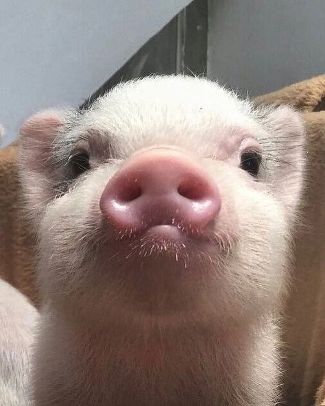 Teacup Pigs, Pig Pictures, Cute Piglets, Animal Babies, Baby Farm Animals, Funny Pigs, Mini Pigs, Cute Piggies