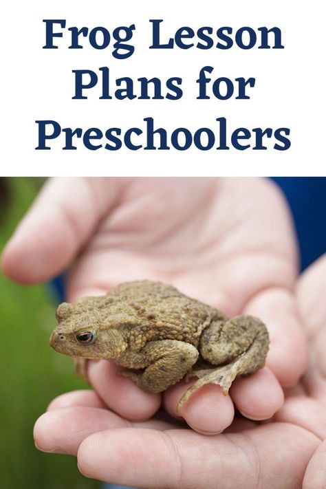 Frog Lesson Plans for Preschoolers | Ice Cream n Sticky Fingers Frog Lesson Plans, Shapes Lessons, Printable Math Games, Lifecycle Of A Frog, Frog Life, Sticky Fingers, Letter Of The Week, Learning Numbers, School Readiness