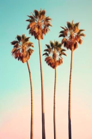 size: 12x8in Photographic Print: California Dreaming - Hollywood Palm Trees by Philippe Hugonnard : Hollywood Palm Trees, Palm Tree Pictures, California Palm Trees, Road Trip Fun, California Dreaming, Maldives, Palm Tree, Fall Halloween, High Quality Art Prints