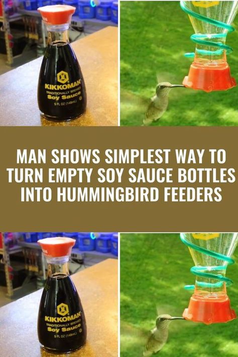 This is especially true during summer. When the temperatures spike, birds get thirsty and they need to quench that thirst at all costs. Diy Hummingbird Feeder, How To Make Something, Fluid And Electrolytes, Amazing Funny Facts, Hummingbird Feeder, Diy Bird Feeder, Pickle Jars, Pinterest Projects, Humming Bird Feeders