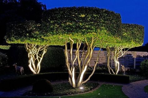 Parrotia Persica, Landscape Lighting Design, Garden Modern, Topiary Garden, Front Landscaping, Topiary Trees, Have Inspiration, Contemporary Garden, Outdoor Gardens Design