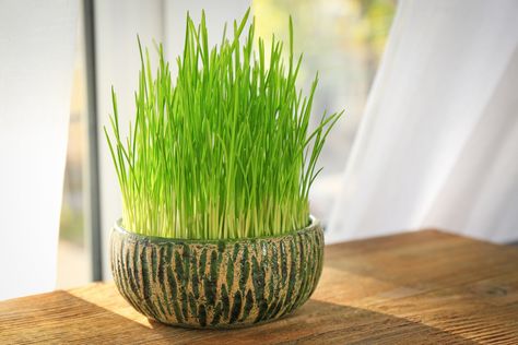 Wheat Grass Table Decor, Grow Wheat Grass Indoors, Wheat Grass Centerpiece, Wheat Grass Plant, Grow Wheat, Wedding Table Centerpieces Elegant, Growing Wheat, Growing Wheat Grass, Computer Shortcuts