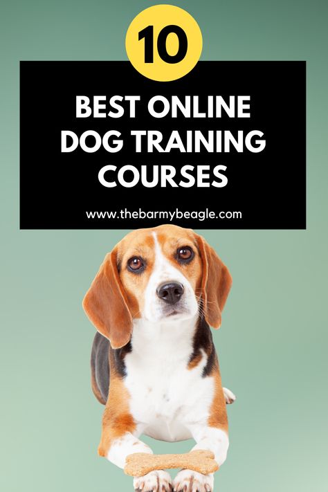 10 best online dog training courses Family Dogs Breeds, Dog Training School, Best Dogs For Families, Dogs Training, Bad Behavior, Dog Brain, Training School, Obedience Training, Dog Obedience