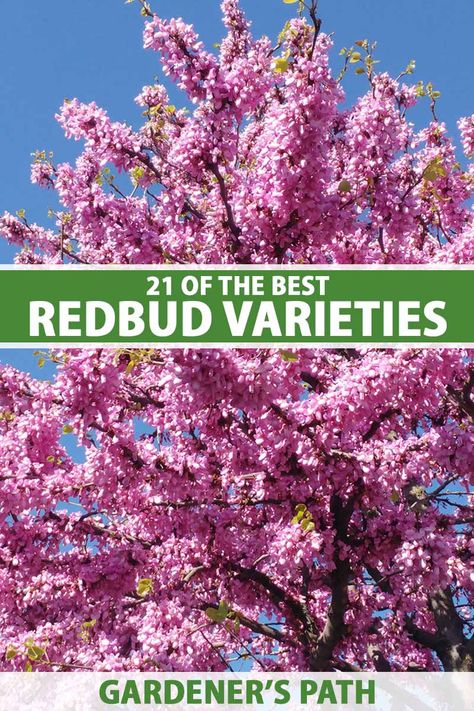 Avondale Redbud Tree, Carolina Sweetheart Redbud, Eastern Redbud Tree Landscapes, Red Bud Trees Landscaping, Flame Thrower Redbud Tree, Redbud Tree Landscaping, Small Trees For Flower Beds, Ornamental Trees Landscaping, Cabin Landscaping