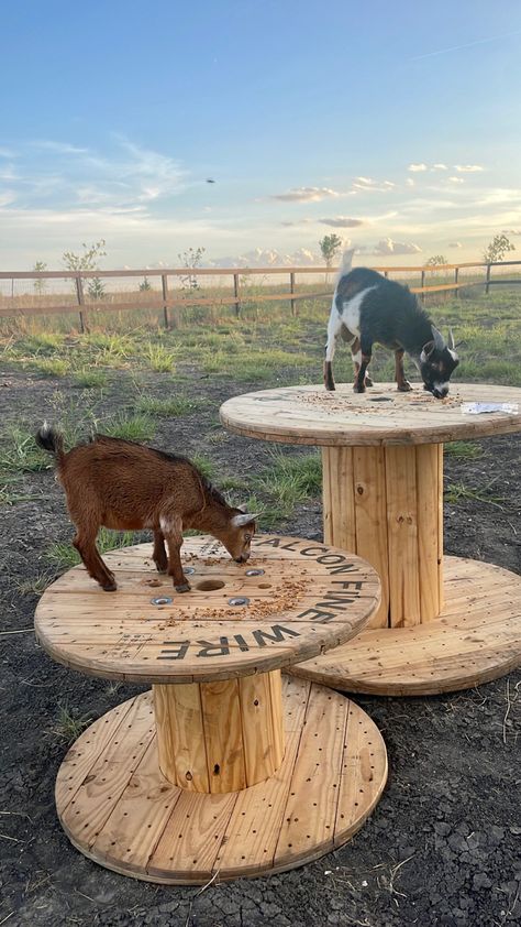 Goat Spool Playground, Pallet Goat Playground, Goat Playground Ideas, Homestead Plans, Farm Goals, Goat Life, Goat Playground, Hobby Farm, Farm Ideas