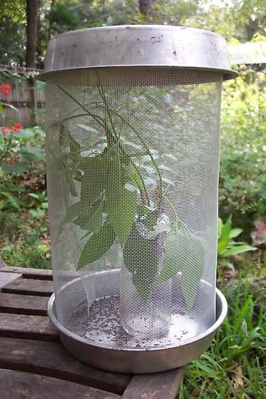 Caterpillar/Butterfly cage - two cake pans, wire mesh, glass bottle to keep host plant fresh, foil around top of plant to keep them from falling in the jar. Cool! Diy Caterpillar, Monarch Butterfly Habitat, Raising Monarch Butterflies, Butterfly Cage, Caterpillar Butterfly, Raising Butterflies, Monarch Butterfly Garden, Butterfly Pavilion, Butterfly Habitat