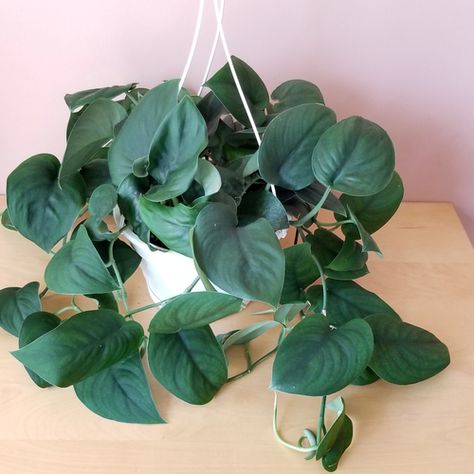 Plants Wishlist, Satin Pothos, Wishlist Plants, Plant Library, Plant Wishlist, Plant Goals, Green Magic, Philodendron Monstera, Houseplants Indoor