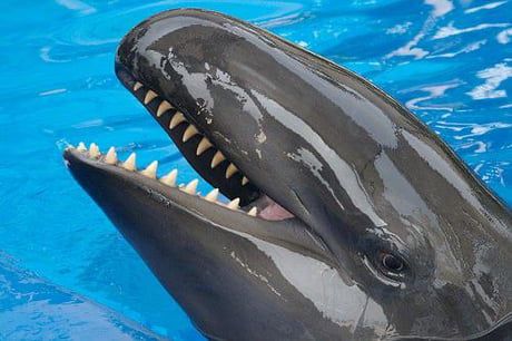 This is a Wholphin an incredibly rare hybrid of a Bottlenose Dolphin and a False Killer Whale 9GAG False Killer Whale, Sea Mammal, Bottlenose Dolphin, Underwater Creatures, Killer Whale, Humpback Whale, Killer Whales, Ocean Creatures, Sea Animals