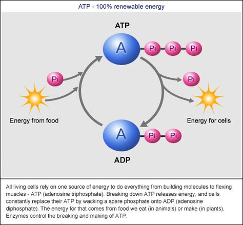 Atp Adp Cycle, Animal Biology, Metabolic Pathways, How Solar Energy Works, What Is Solar Energy, Photosynthesis And Cellular Respiration, Non Renewable Energy, Body Science, Plant Cells