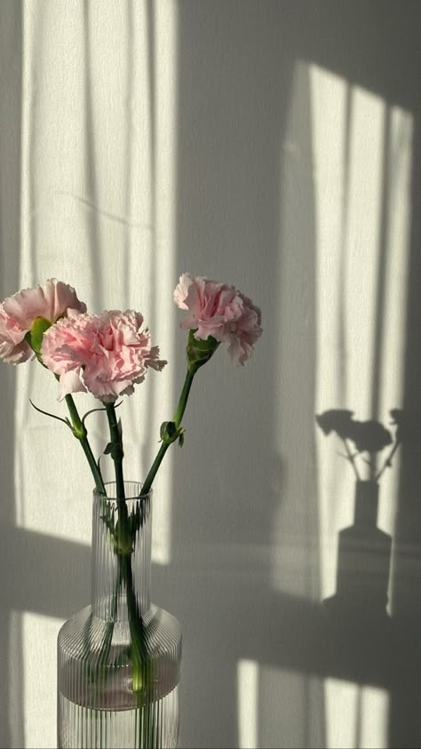 White Carnations Aesthetic, Field Wallpaper, Photo Frame Wallpaper, Instagram Profile Picture Ideas, Mecca Wallpaper, Flower Gift Ideas, Pink Carnations, Carnation Flower, Framed Wallpaper