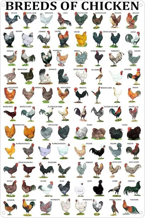 Amazon.com: Breeds of Chickens Plate St Patricks Day Mothers Day Spring 20x15 in 500PCS Jigsaw Puzzles : Toys & Games Plantarea Legumelor, Breeds Of Chickens, Chicken Poster, Raising Farm Animals, Types Of Chickens, Chicken Plating, Backyard Chicken Farming, Beautiful Chickens, Chicken Coop Ideas