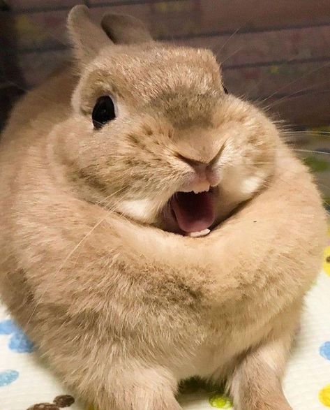 Rabbit Pfp, Bunny Care Tips, Bunny Meme, Funny Bunny Videos, Rabbit Pictures, Silly Rabbit, Cute Bunny Pictures, Funny Rabbit