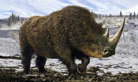 woolly rhinoceros Wooly Mammoth, Ancient Animals, Extinct Animals, New Museum, Prehistoric Animals, Brno, European History, Ice Age, Stone Age