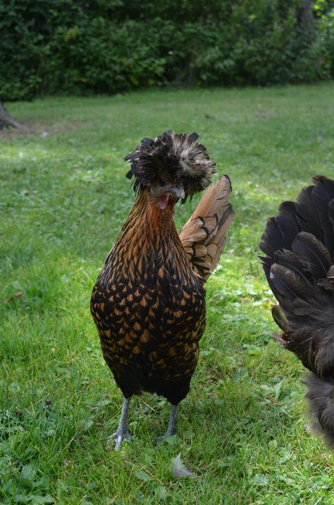 Bojangles hair cut haha Fancy Chickens, 2024 Vision, Hair Cut, Make Me Smile, Short Hair, Vision Board, Short Hair Styles, Hair Cuts, Chicken