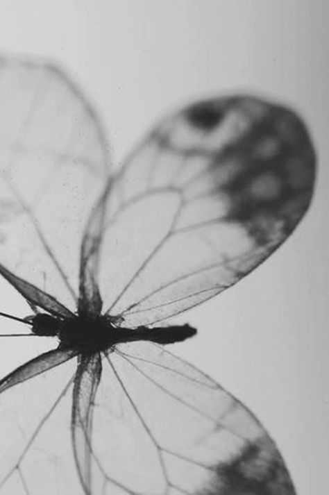 Butterfly Black And White, Insect Photography, Madame Butterfly, Grey Pictures, Apple Wallpaper, Black And White Photographs, Delicate Rings, A Butterfly, Color Textures