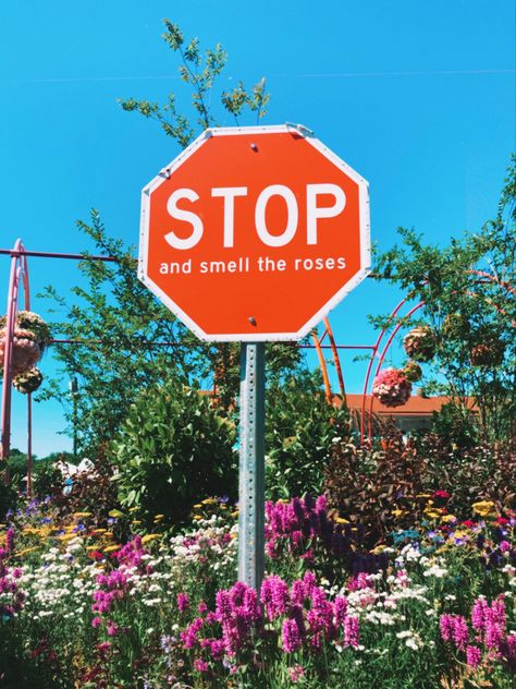 Stop sign that reads “Stop and Smell the Roses” surrounded by a field of colorful flowers. Smelling Flowers Aesthetic, Aesthetic Stop Sign, Stop And Smell The Flowers, Smell The Flowers Quote, Stop And Smell The Roses Quote, Stop And Smell The Flowers Quote, Stop And Smell The Roses, Stop Sign Aesthetic, Philadelphia Flower Show