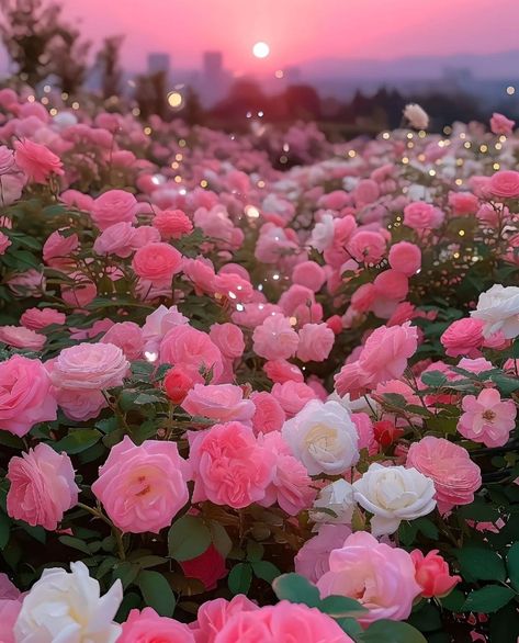 Flowers Asethics, Pink And White Flowers Aesthetic, Flower Asthetics Photos, Flower Core, Rose Field, Flower Background Images, Flowers Pretty, Love Roses, Nothing But Flowers