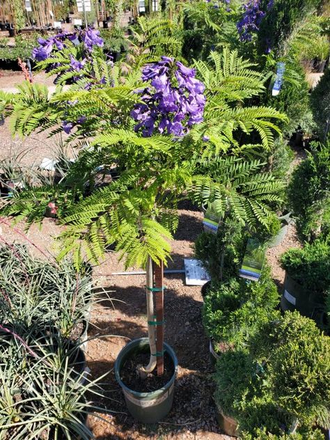 Blue Jacaranda, Side Garden, Bonsai Trees, Bonsai Tree, Backyard Ideas, Nurseries, Trees, Nursery, Sun