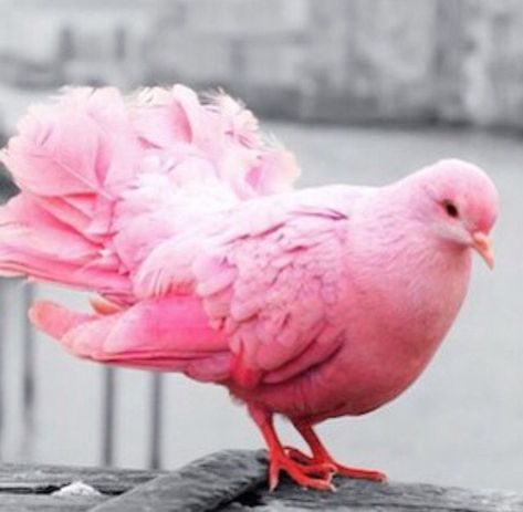 Pink Pigeon, Tout Rose, Pink Life, College Girl, Pink Animals, Pink Bird, Tickled Pink, Exotic Birds, Pretty Birds