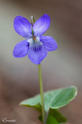 Pictures Of Violets, Sweet Violets, Pansies Flowers, Watercolor Flowers Paintings, Violet Flower, Birth Flowers, Flowers Nature, Flower Tattoos, Amazing Flowers