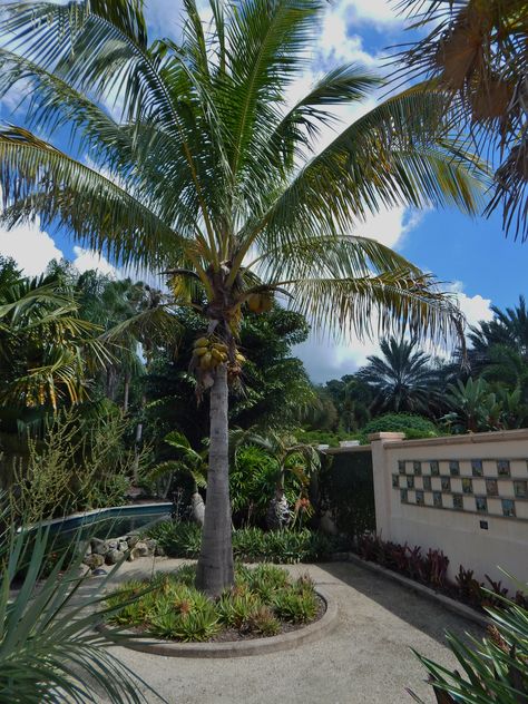 Cocos nucifera, the Coconut Palm Coconut Tree Landscape, Tree Landscaping, Jungle Music, Trees Landscaping, Palm Trees Landscaping, Nursery Plants, Plants Nursery, Backyard Design Layout, Cocos Nucifera