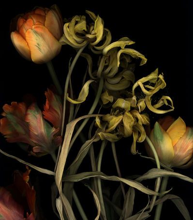 Botanicals Aesthetic, Dark Botanical Aesthetic, Flowers On Dark Background, Goddess Persephone, Vanitas Paintings, Robert Doisneau, Flower Meanings, Art Brut, Common Themes