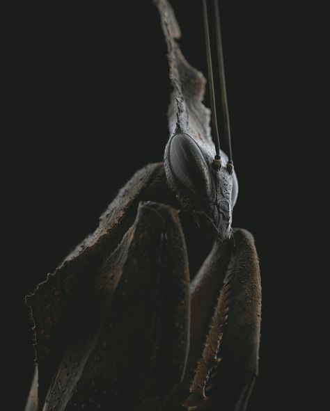 ArtStation - Ghost Mantis, Dmytro Teslenko Black Praying Mantis, Bug Aesthetic Dark, Mantis Monster, Mantis Aesthetic, Ghost Mantis, Black Mantis, Monster Oc, Androgynous Aesthetic, Alien Nation