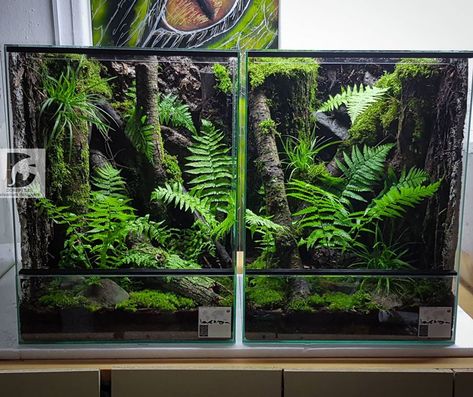 Reptile Paludarium, Rainforest Terrarium, Vertical Paludarium, River Paludarium, Paludarium Vivarium, Paludarium Ideas, Arboreal Vivarium, Dart Frog Terrarium, Tropical Terrariums