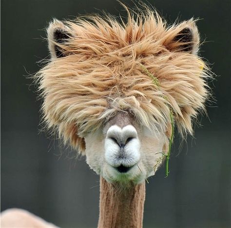 Andy Warhol meets Kate Gosselin meets FIERCE | Community Post: 13 Animals With Fabulous Hair Shaved Alpaca, Cutest Animals, Sweet Animals, Animal Planet, Amazing Animals, Animal Love, Hair Humor, Animal Photo, Bad Hair