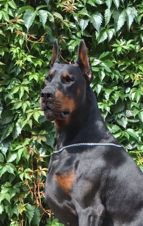 My Nitro's father - European doberman, show champion with working titles Doberman Pinscher Blue, Doberman Pinscher Funny, Blue Doberman, Doberman Training, European Doberman, Doberman Puppies, Doberman Pinscher Puppy, Doberman Love, Doberman Pinscher Dog