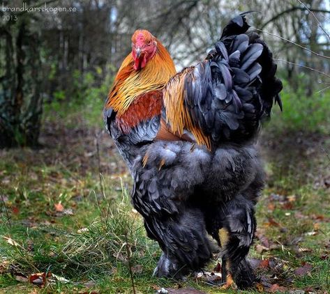 Blue partridge Brahma Roo, I LOVE MINE!! GORGEOUS !! <3: Brahma Rooster, Rooster Images, Brahma Chicken, Chicken Coup, Fancy Chickens, Beautiful Chickens, Hen Chicken, Chickens And Roosters, Chicken Art